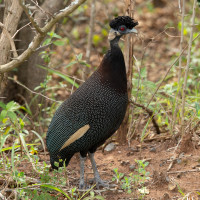Crested Guineafowl